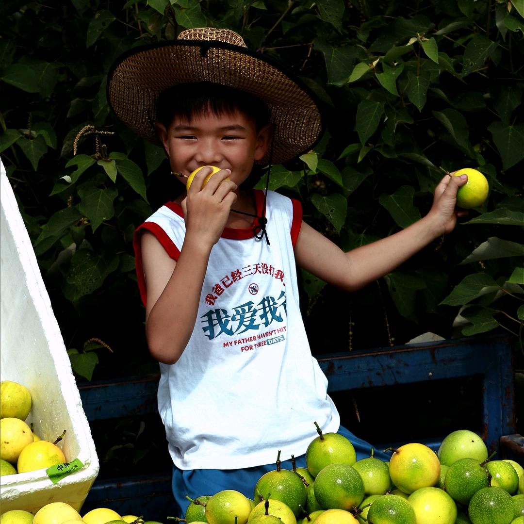 芭乐味黄金百香果