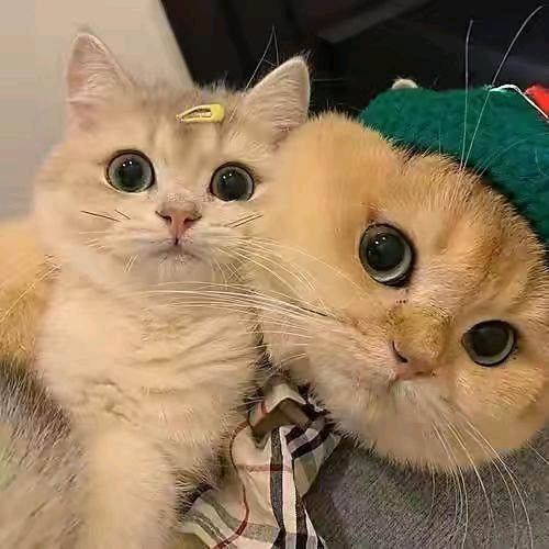 双华分享短剧