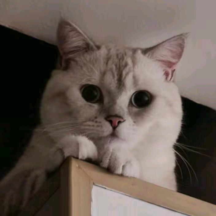 绵绵猫