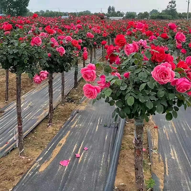 森美月季基地直销