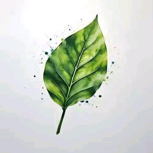 一丛轻言老师