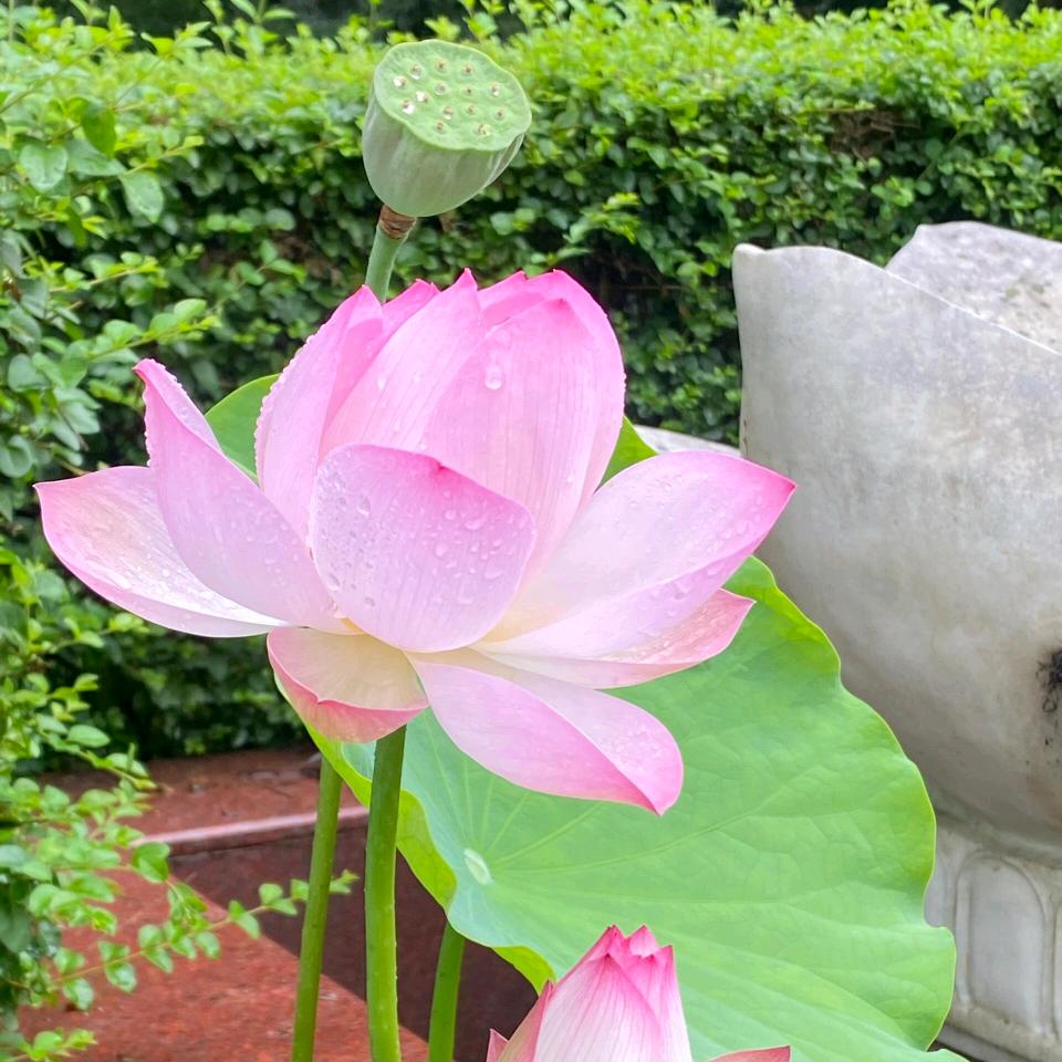 陌上花开:-)~