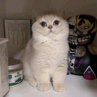 ૧(●´৺`●)૭