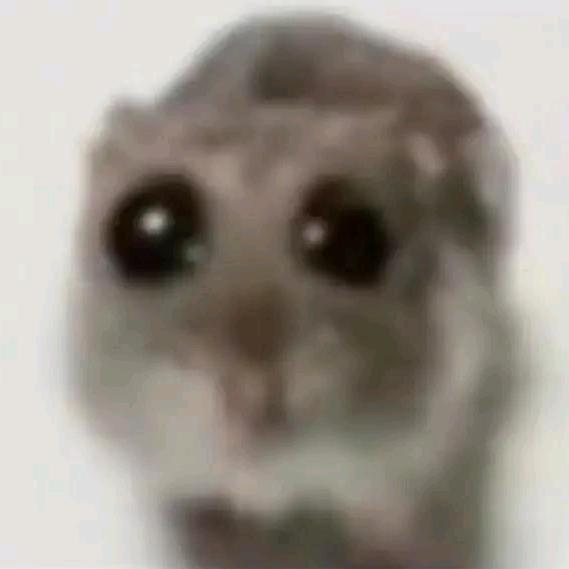 小鼠🐹（蛋仔派对）