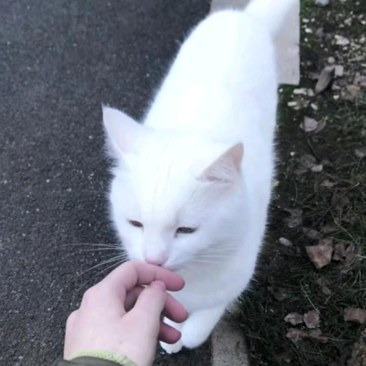 二十