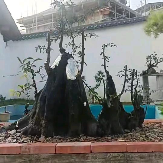 金弹子养护