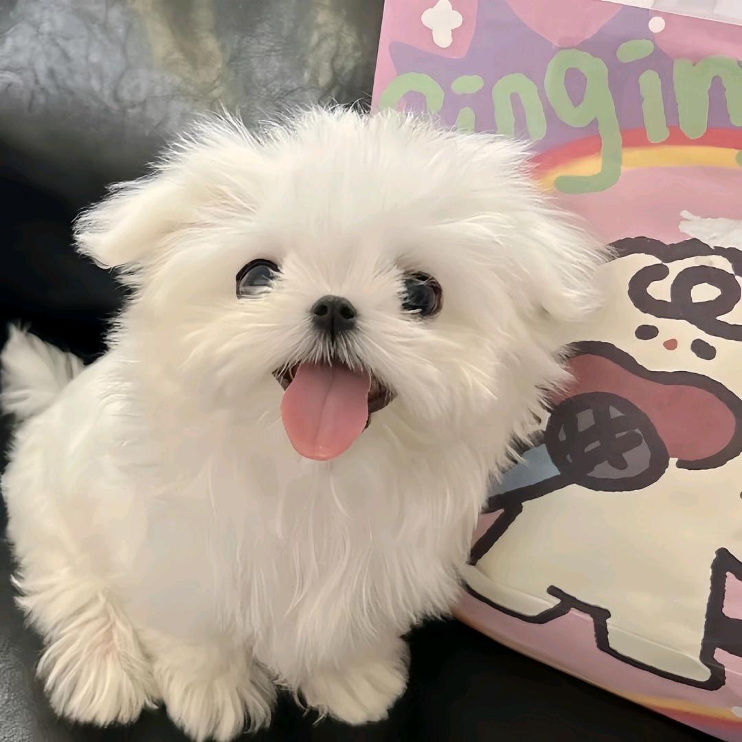 宠否宠物零食