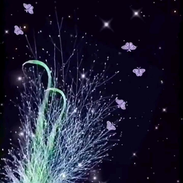 杨小杨79023