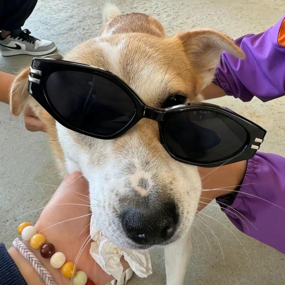 吃烤冷面多加香菜