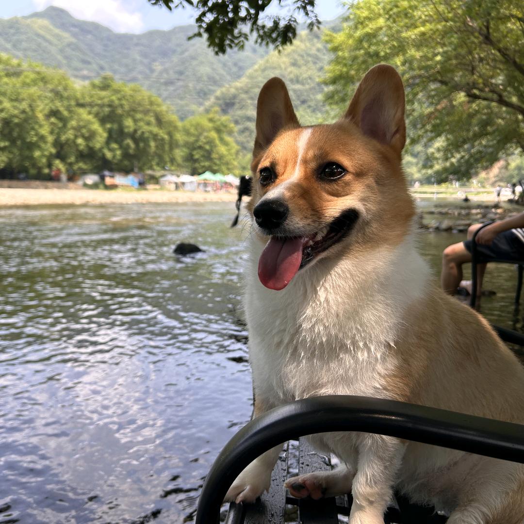 丫丫吖