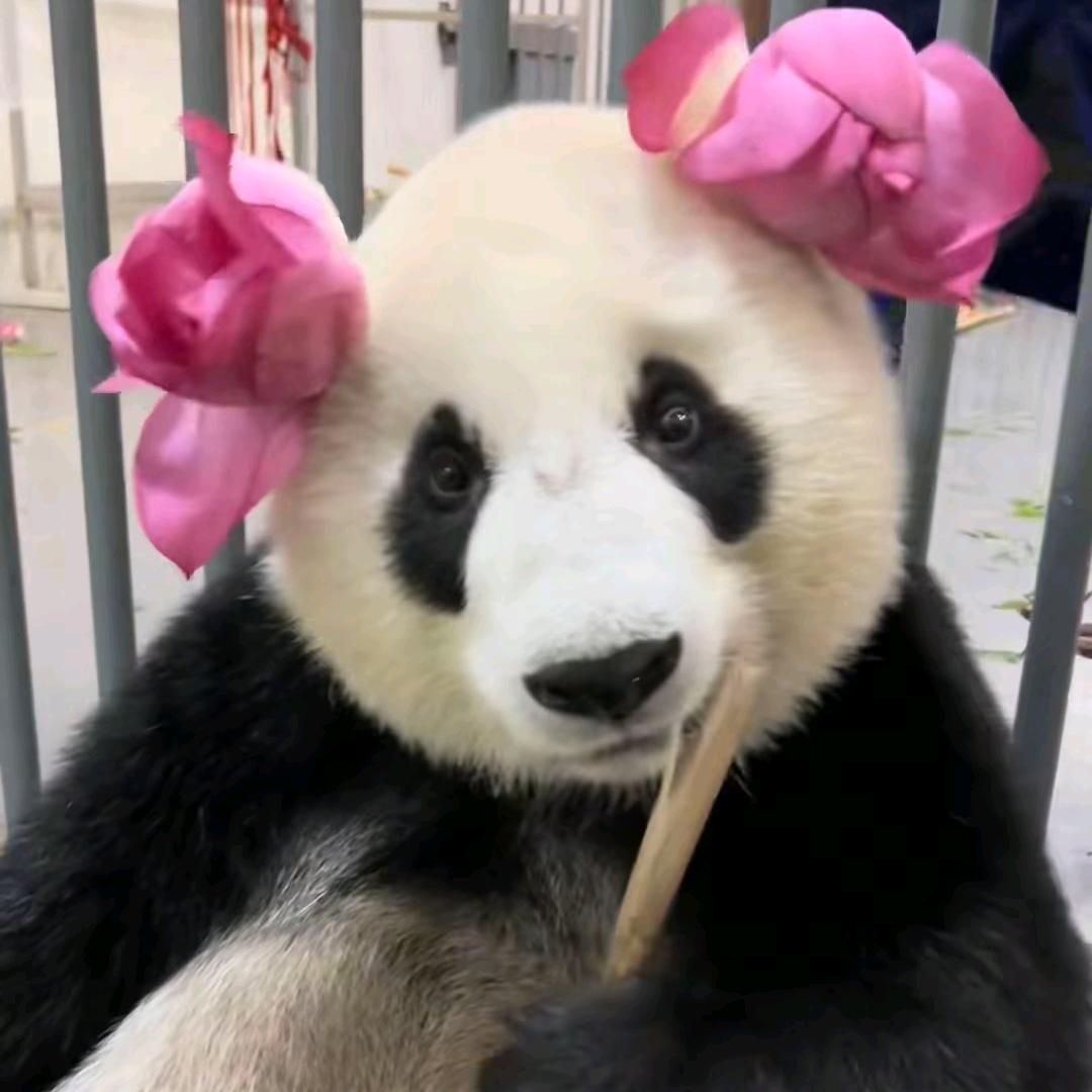 阿黎
