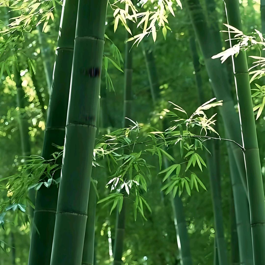 夏竹