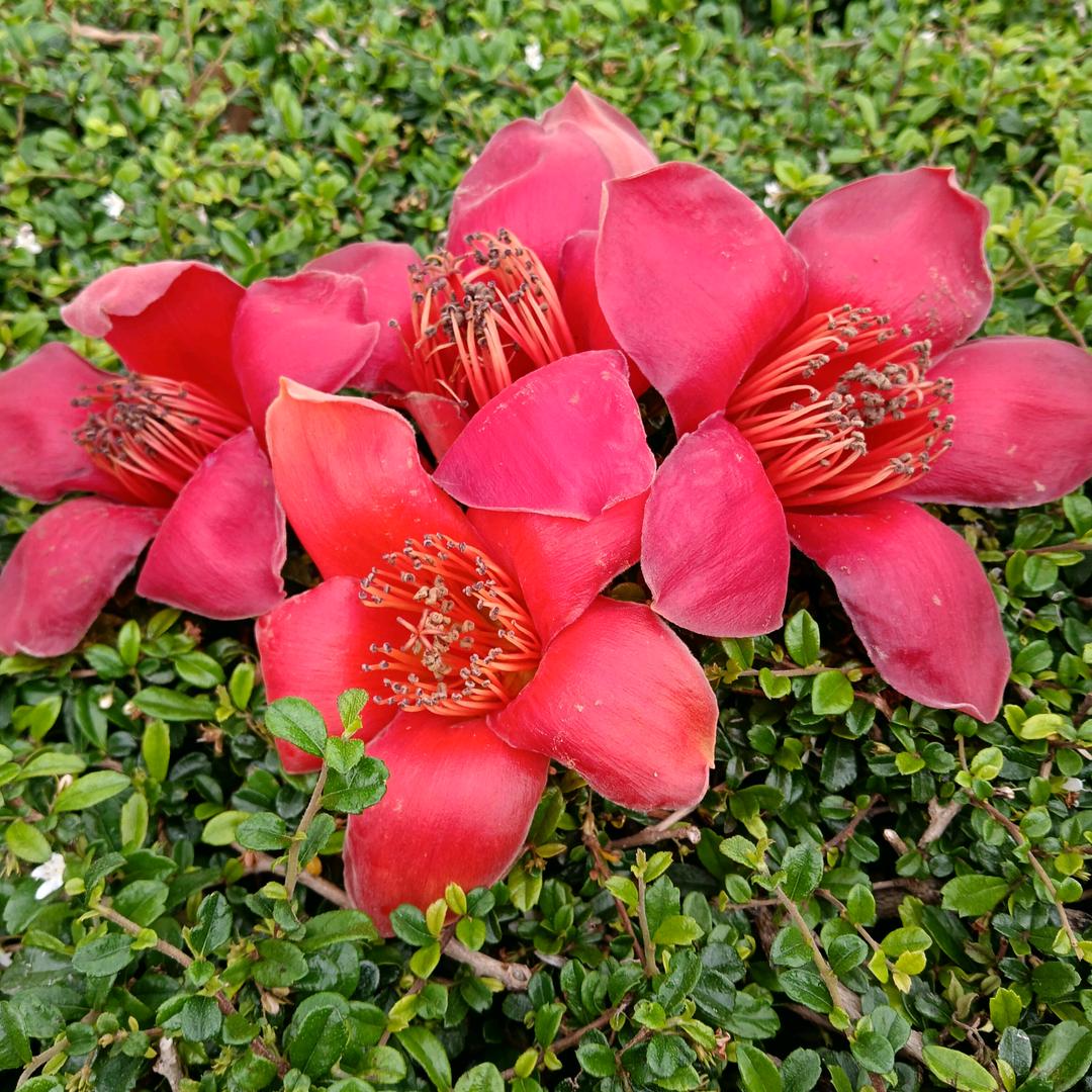幺姑《拒绝私聊》