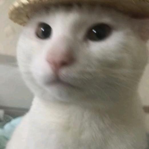 北鸢૮◍⁰ᯅ⁰◍ა