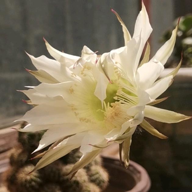 四月的夏天