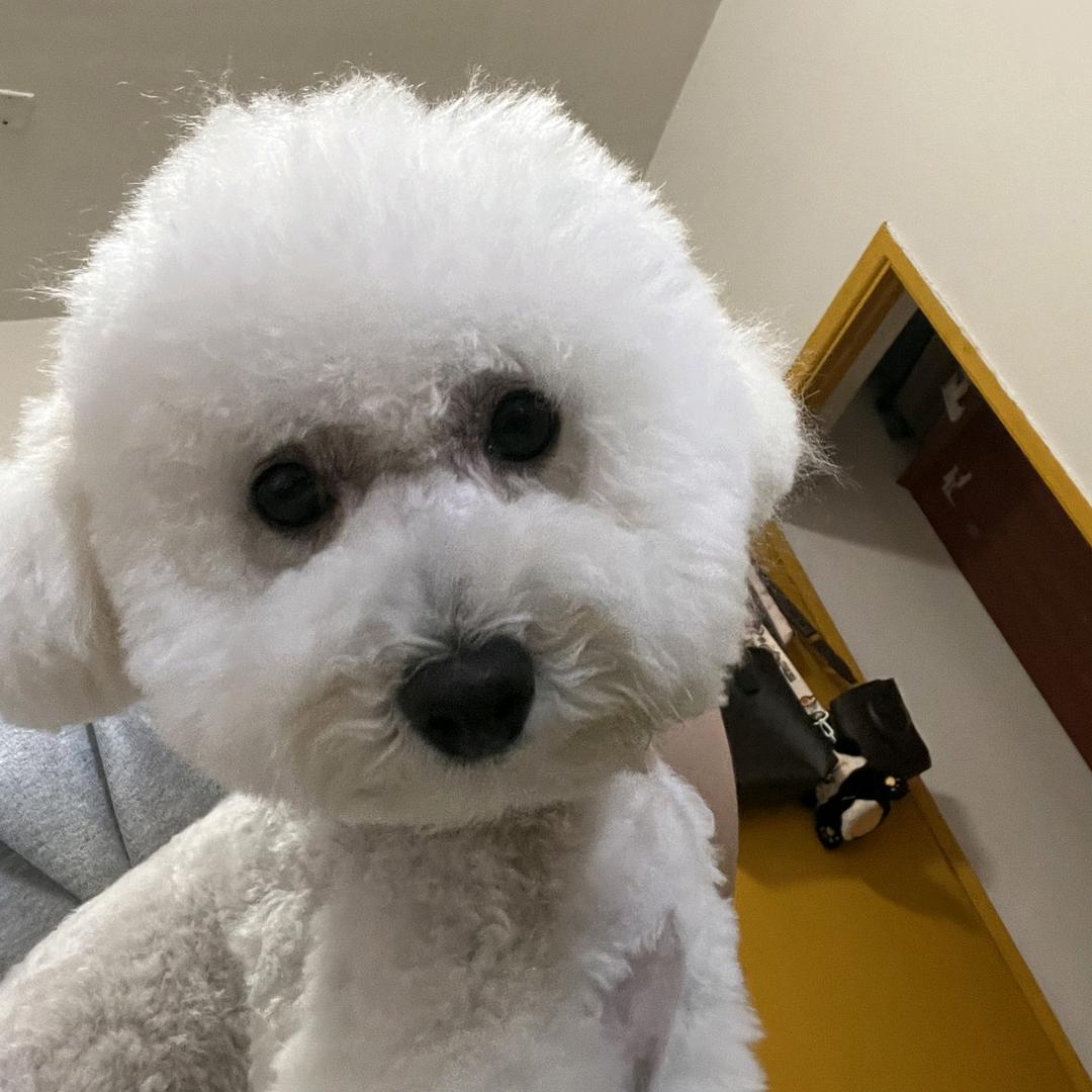 犬哥说车
