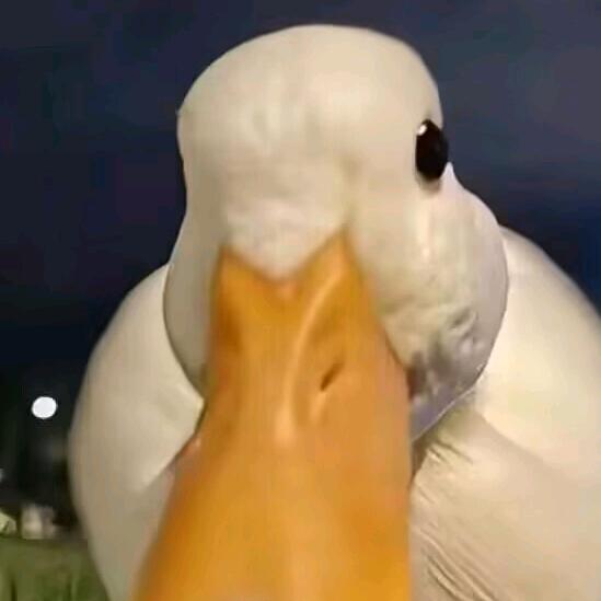 浅爱(三角洲行动)