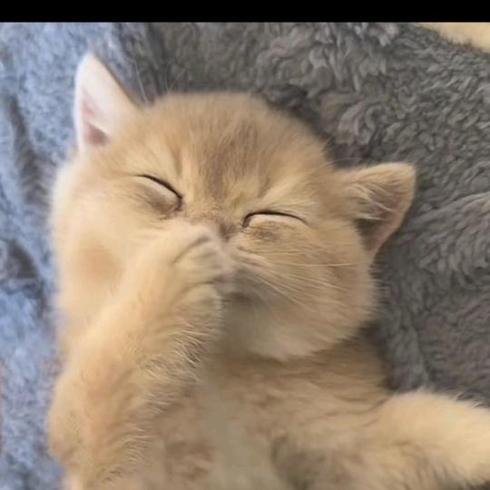 拳头大的西瓜✨