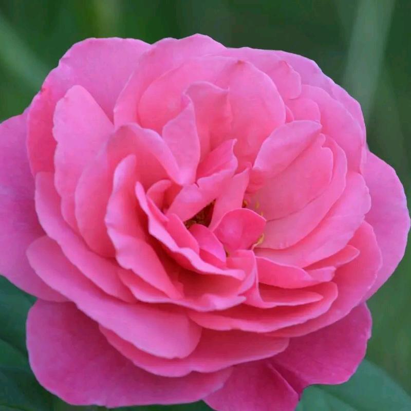 顺风顺水顺财神