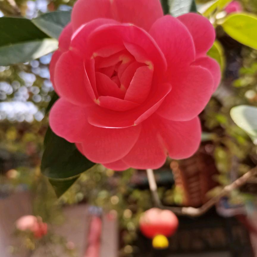 顺其自然