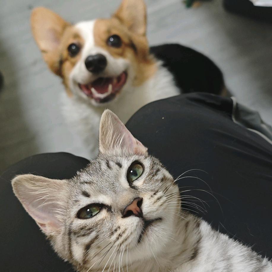 钱多多是只柯基