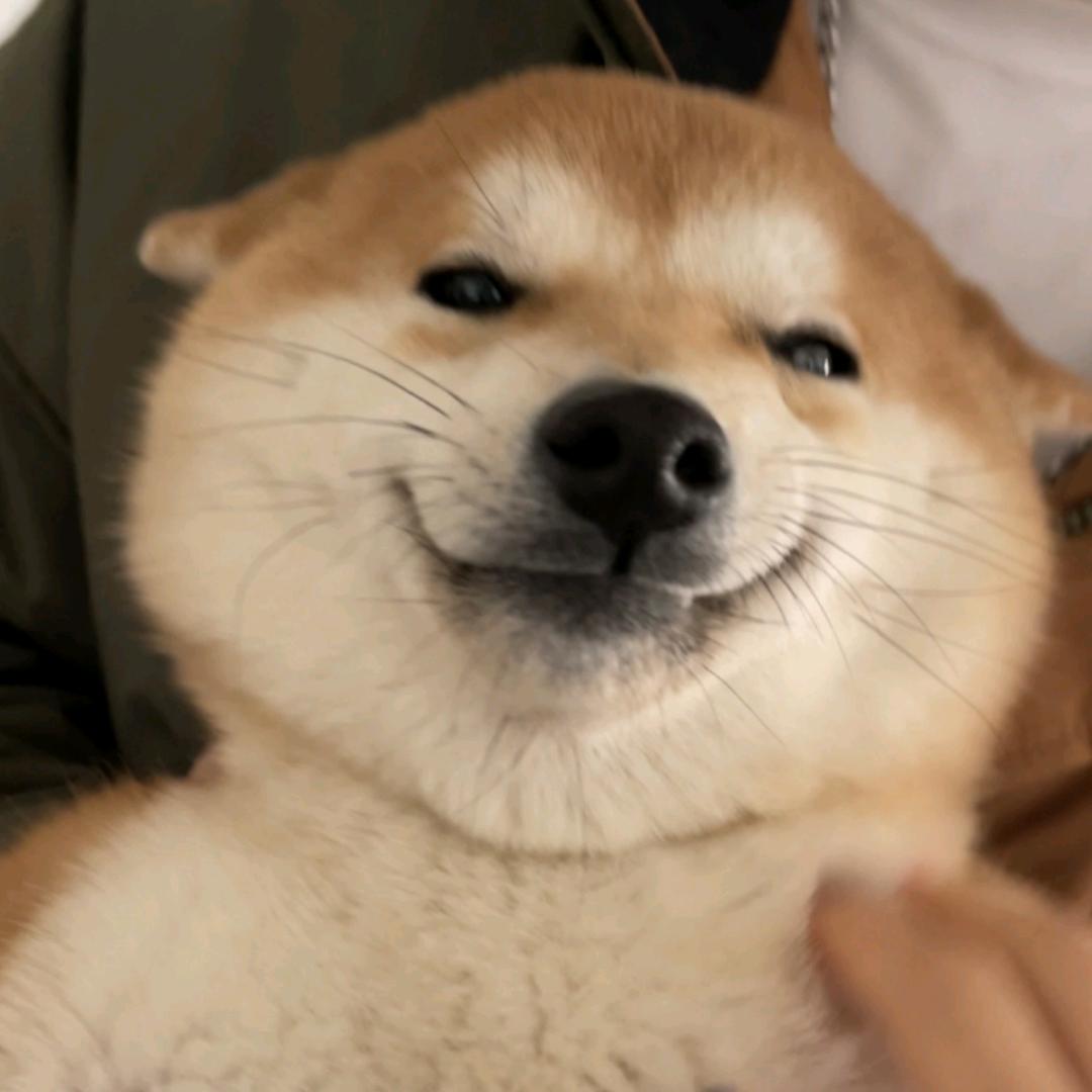 会笑的柴猪吨吨