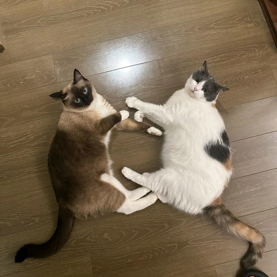 屁是菊花的叹息