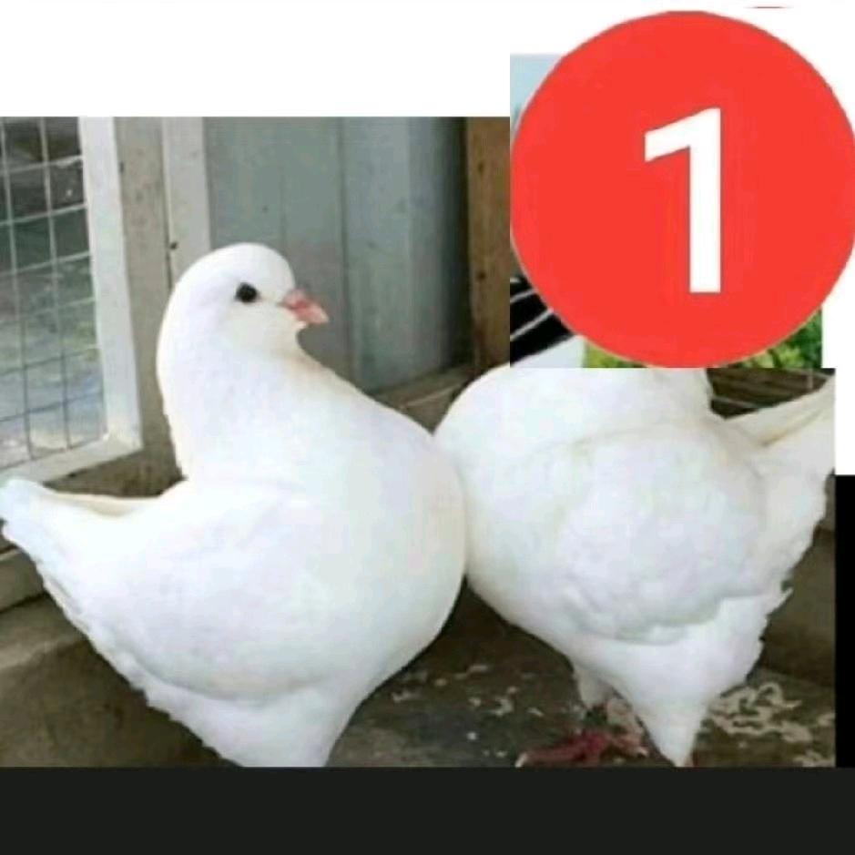 74441173401