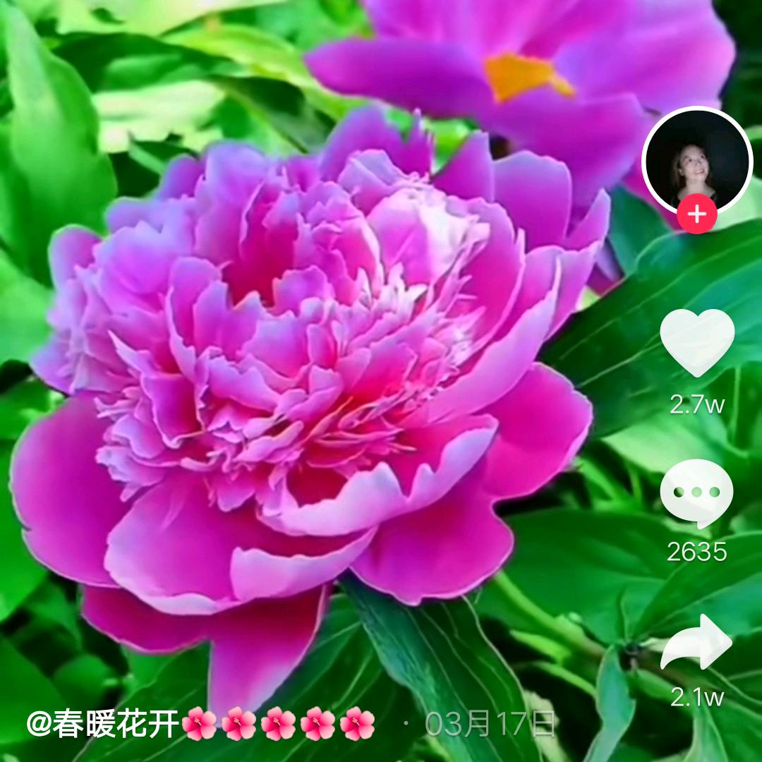 追花神龙