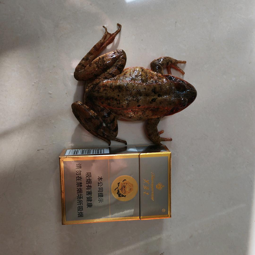 佳木斯光璞水产品