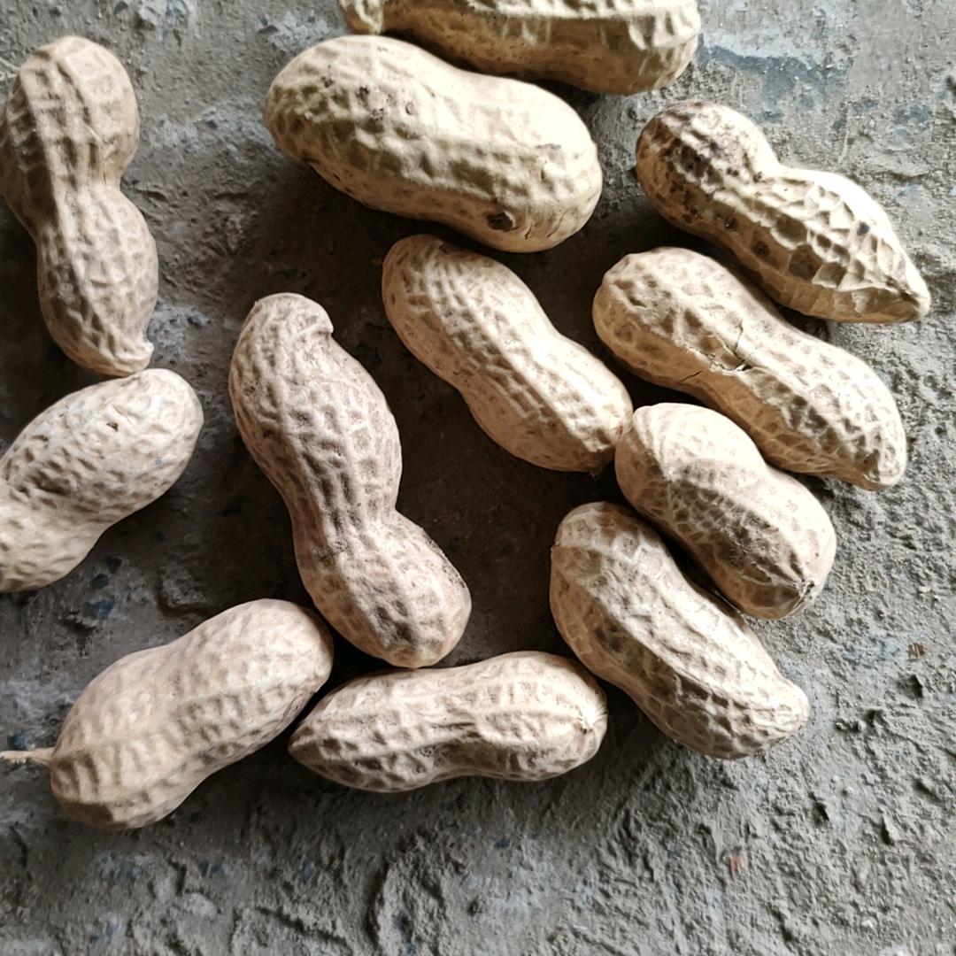 精选花生果手剥花生米小麦购销