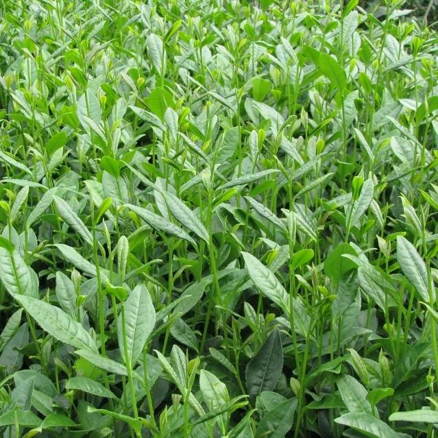 利欣农资  周嵩岚