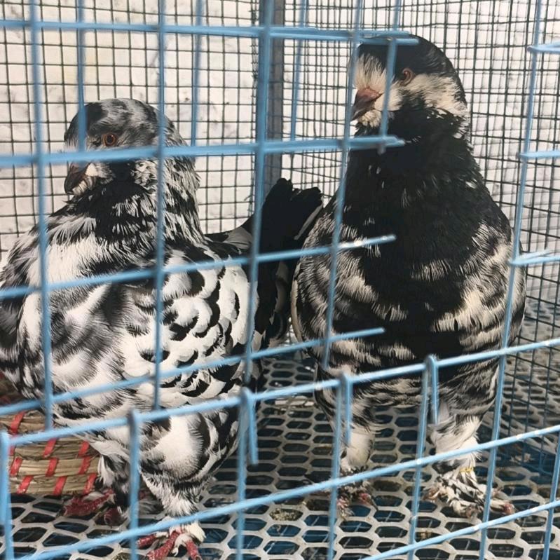 龙全顺象腿圆环