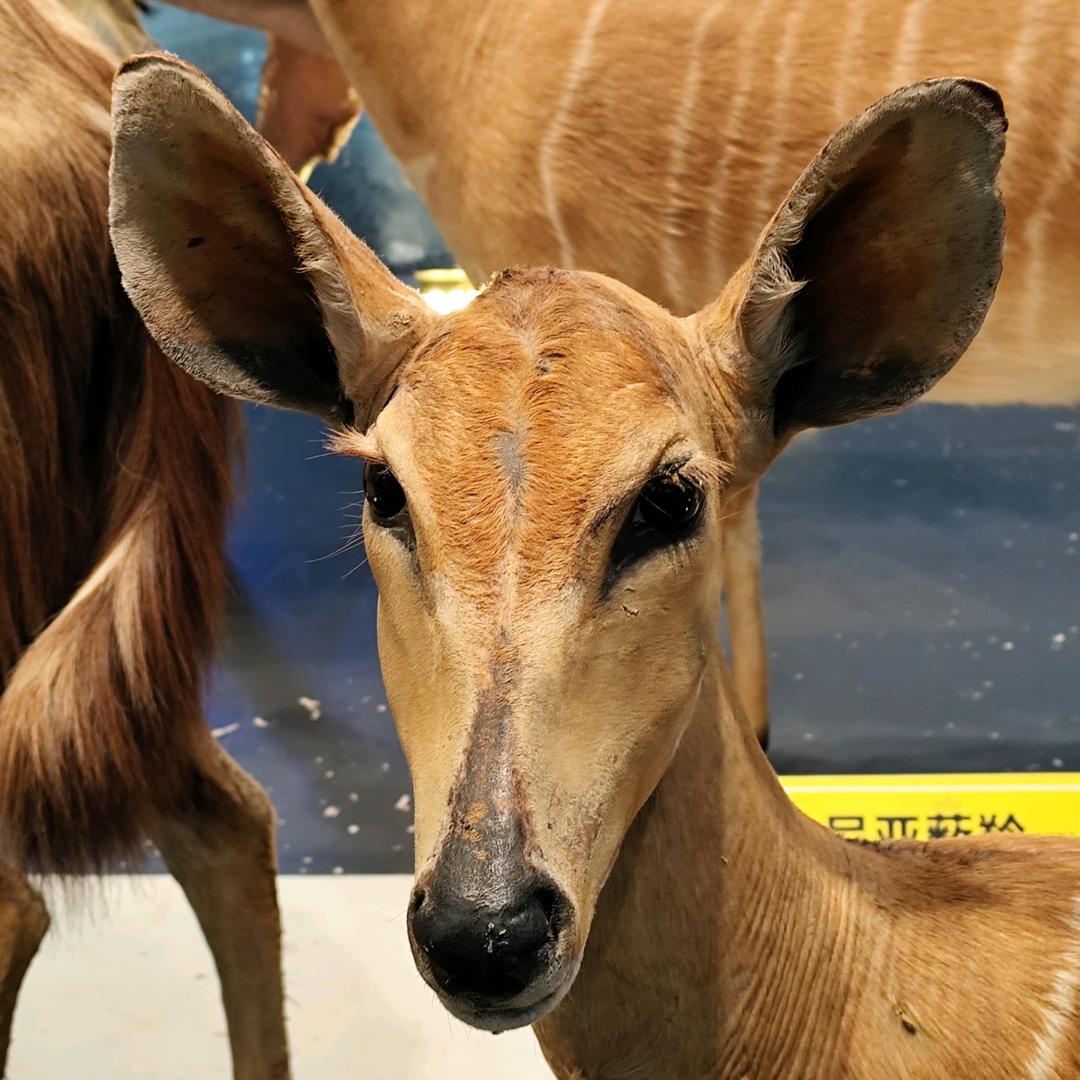 不要吃那些东西画的饼