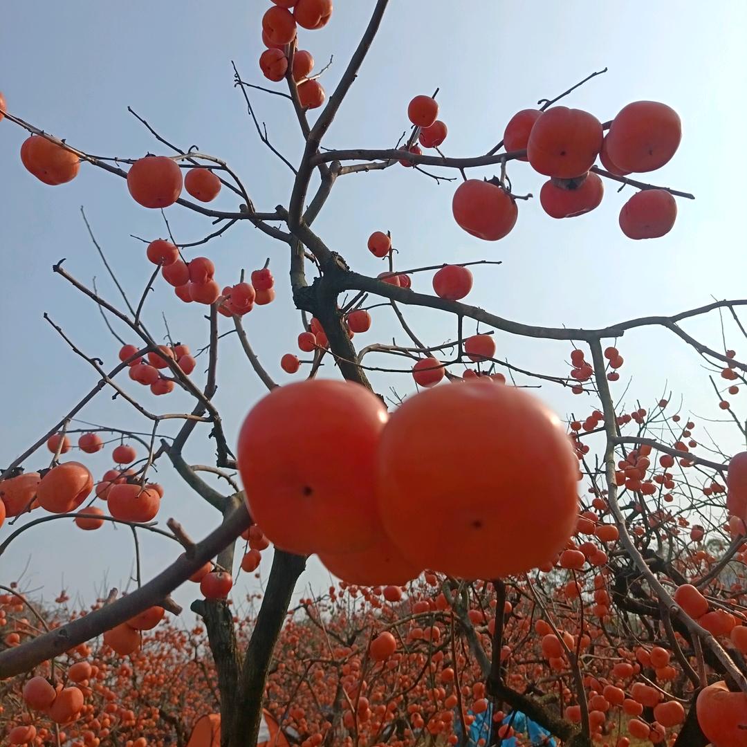 小月肖