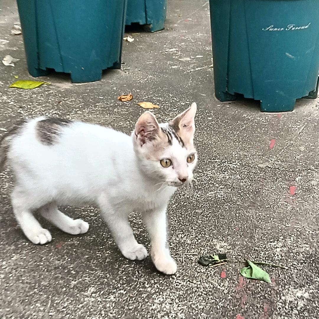 汉汉
