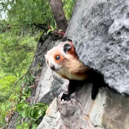 雷平安国五灵脂
