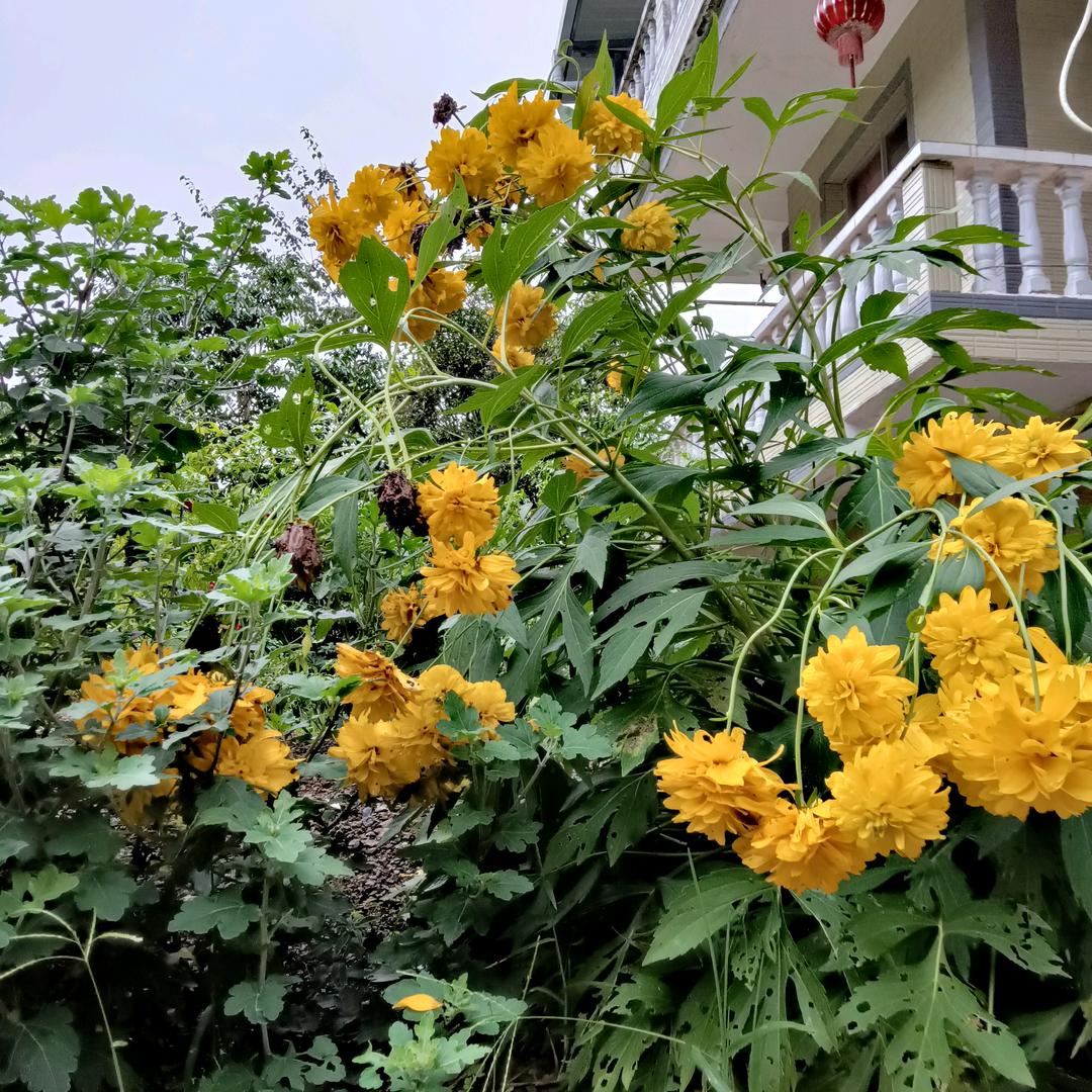 向梅英
