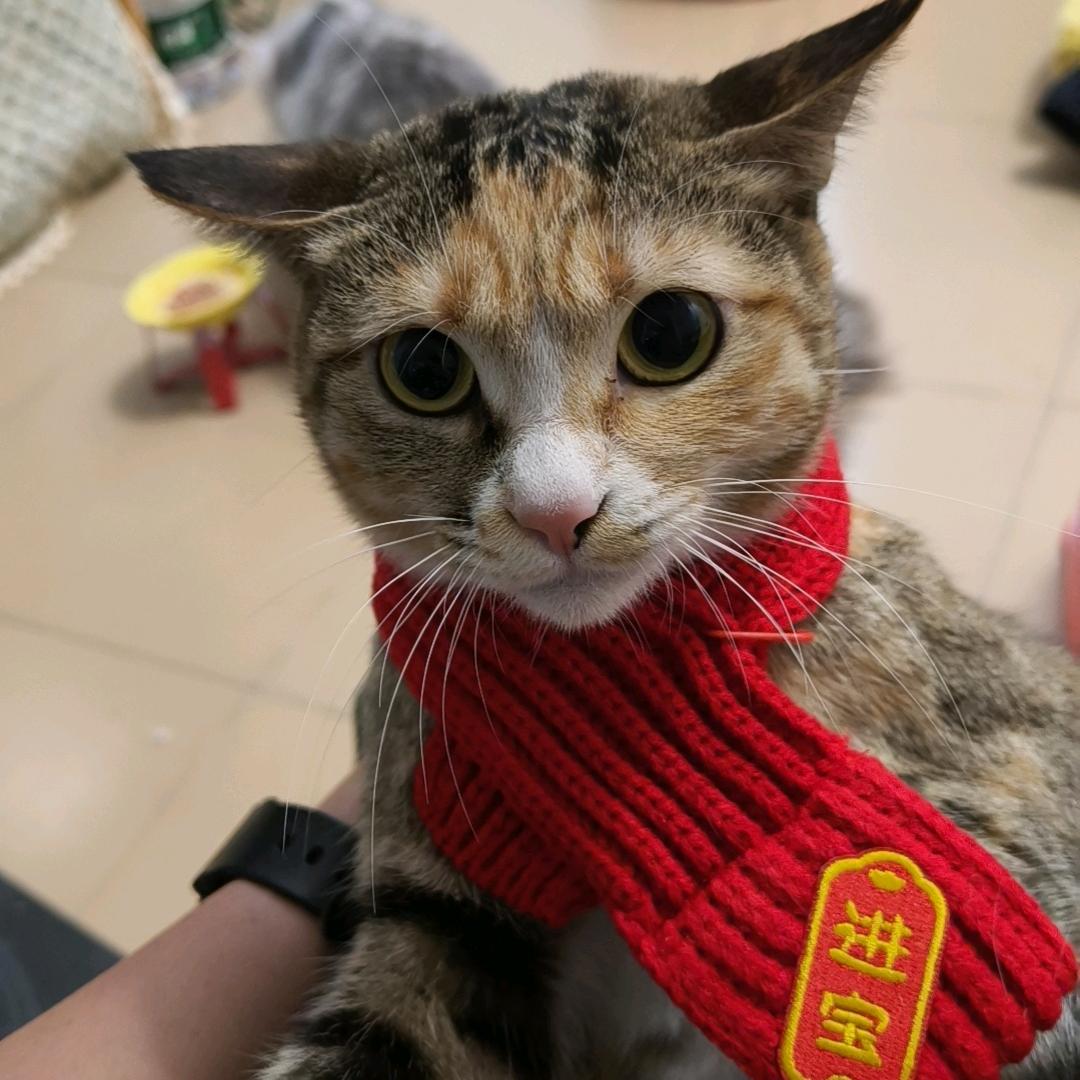 铲屎侠