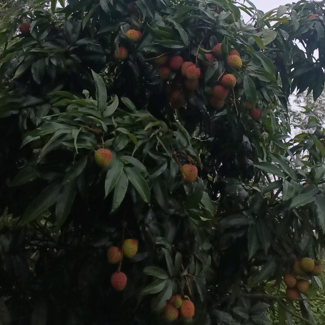 花开花落
