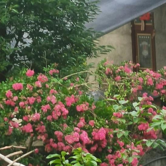 🥀浅夏安然ᮨ້໌ꦿ᭄࿐