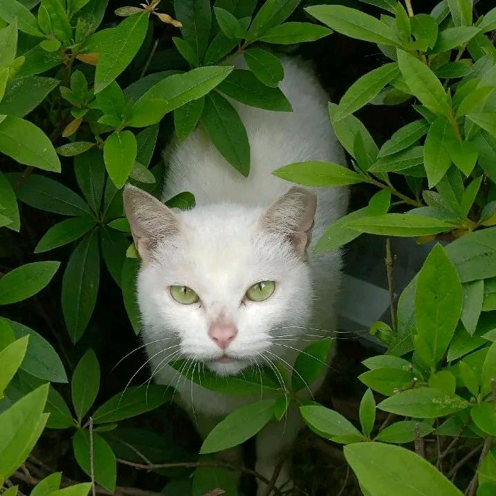 异木棉（去看置顶不要在别人的评论下面蹲
