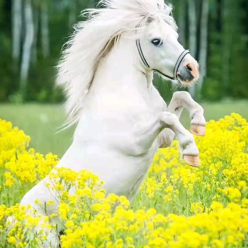 黎加林单身男人