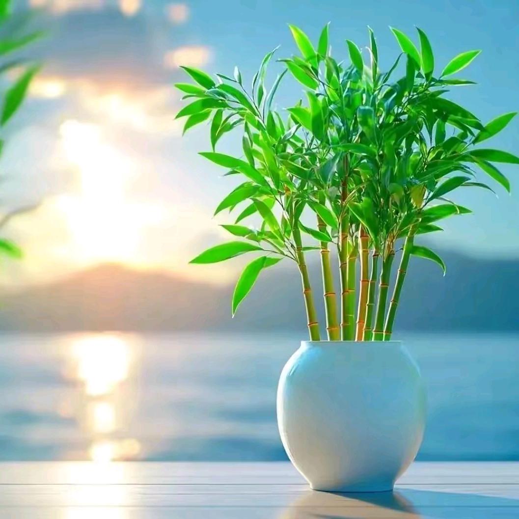 苹果168