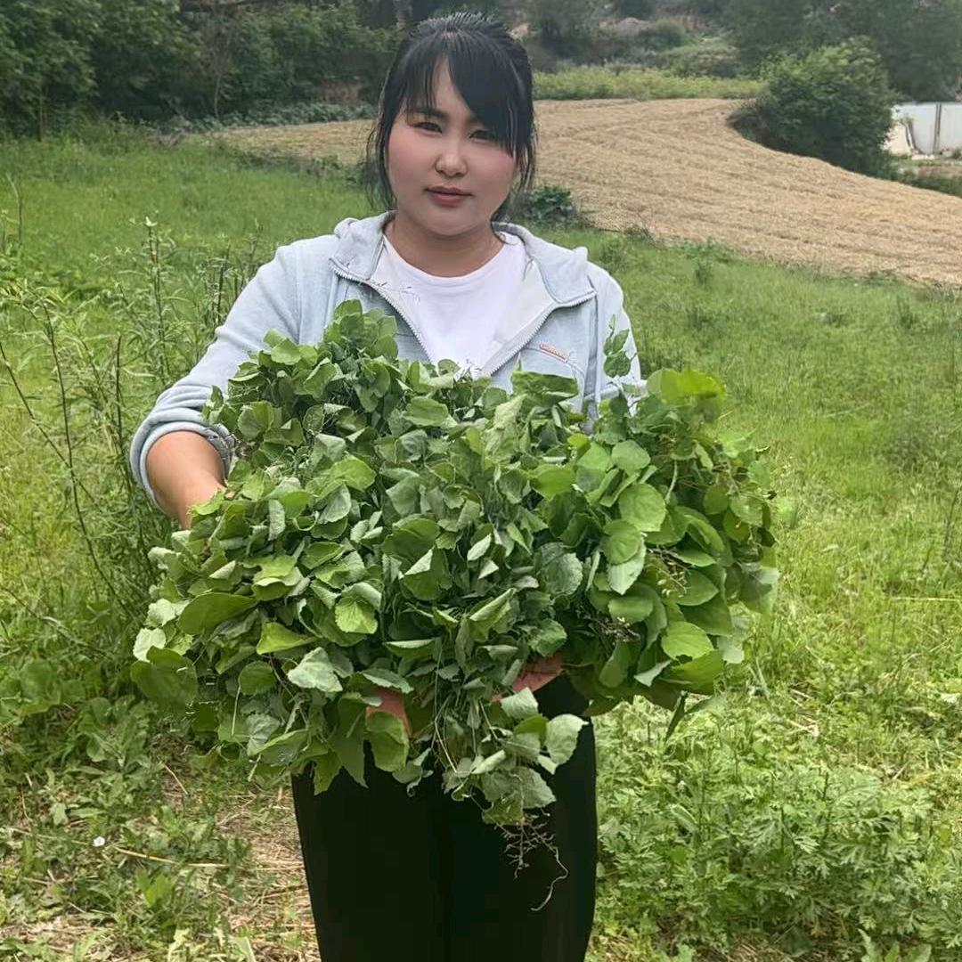 甘肃琴儿滋补农品坊