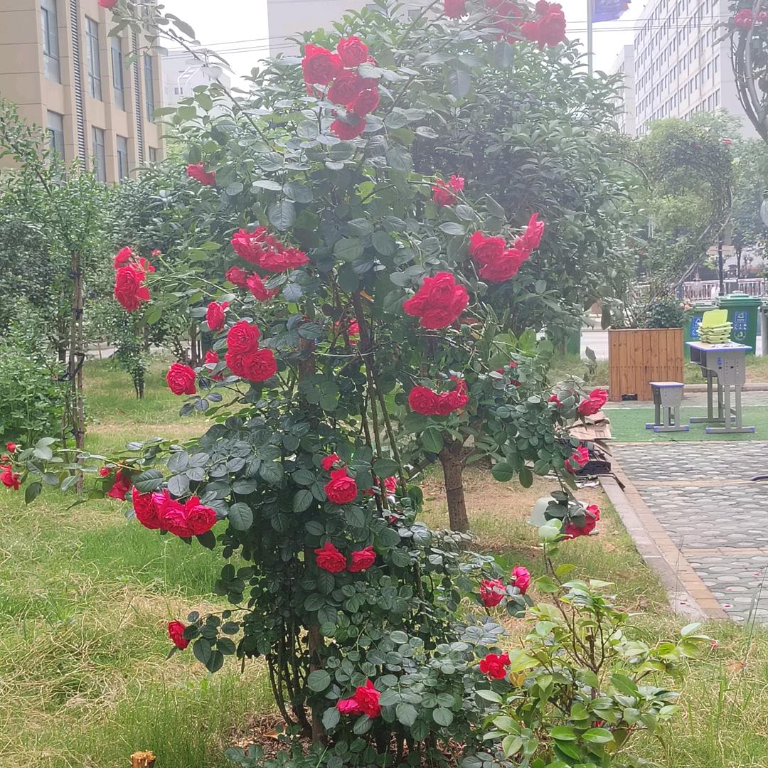 花开花落