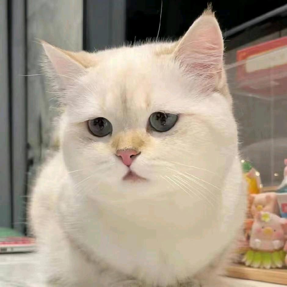 小艺