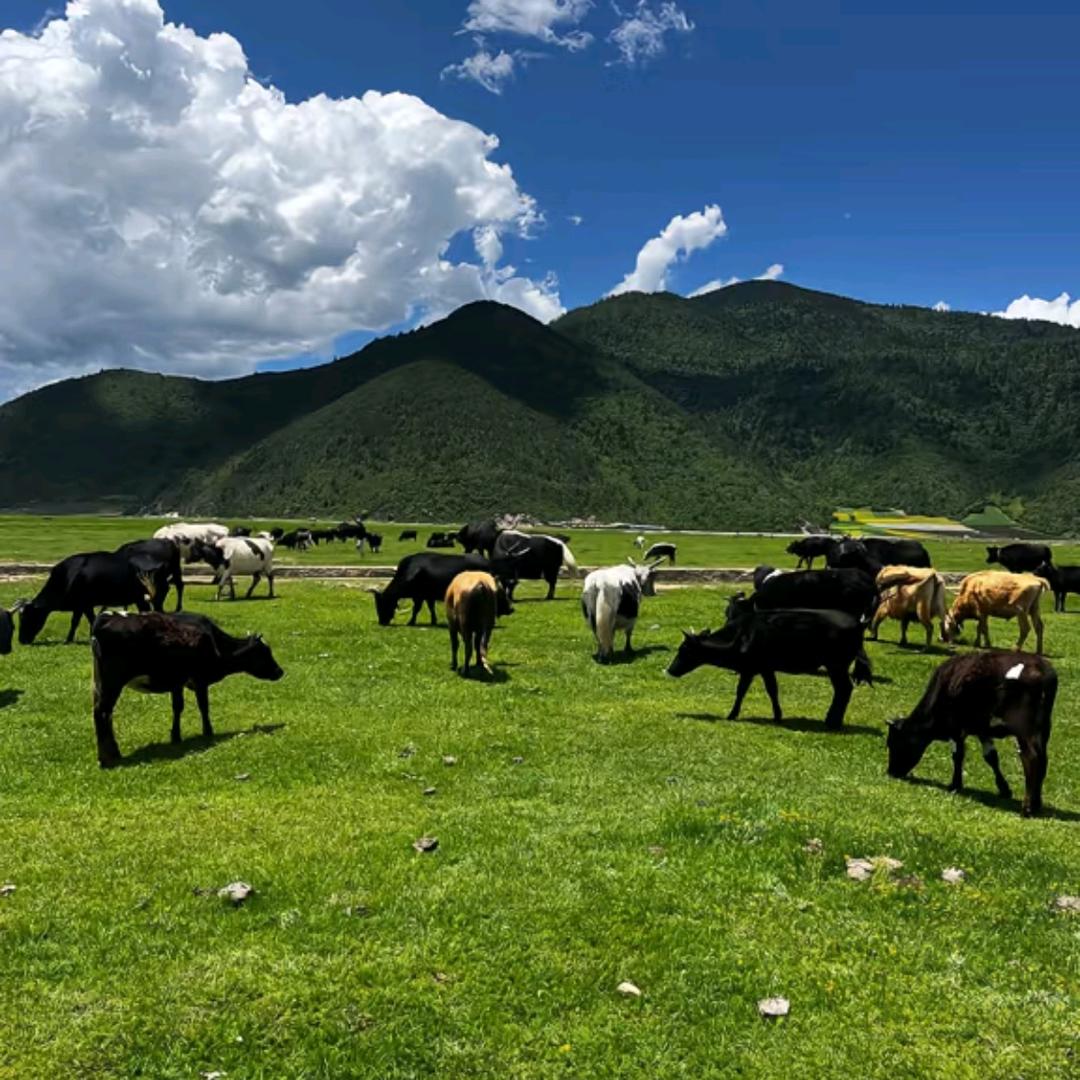 🏔️玉龙雪山冰川公园一日游团购