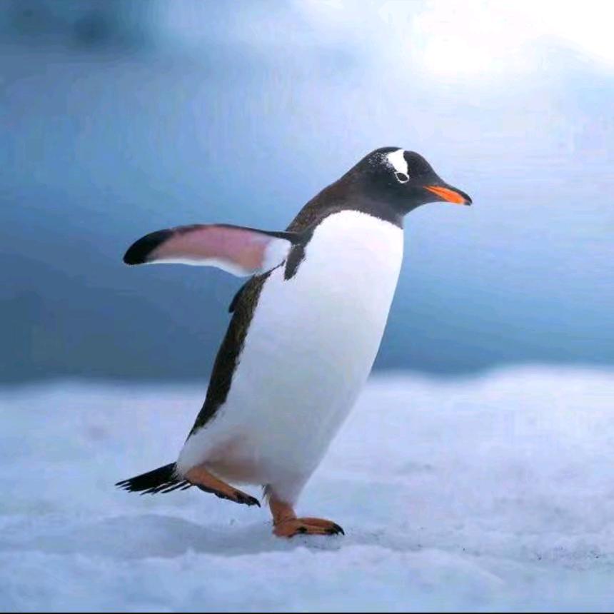 媚儿~~🐝🐝🐝𒐫𒐫𒐫𒐫𒐫