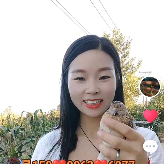 我是小鹌鹑